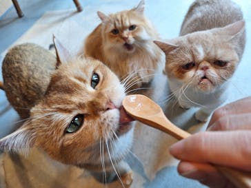 猫カフェモカ　神戸三宮店に投稿された画像（2025/6/2）