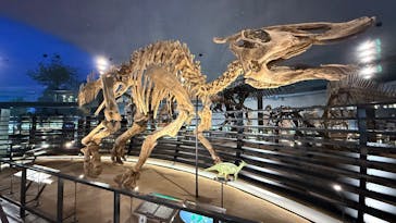 福井県立恐竜博物館に投稿された画像（2025/6/2）