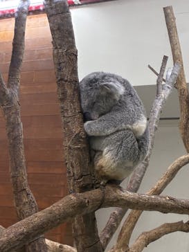 こども動物自然公園（埼玉県公園緑地協会）に投稿された画像（2025/6/2）