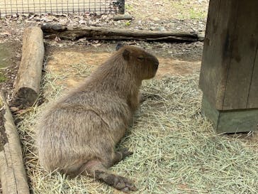 こども動物自然公園（埼玉県公園緑地協会）に投稿された画像（2025/6/2）