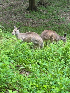 こども動物自然公園（埼玉県公園緑地協会）に投稿された画像（2025/6/2）