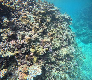 マーレ石垣島に投稿された画像（2025/6/2）