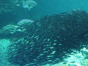 新江ノ島水族館に投稿された画像（2025/6/2）