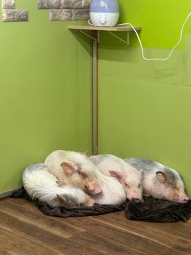 アニタッチ 東京ドームシティに投稿された画像（2025/6/2）