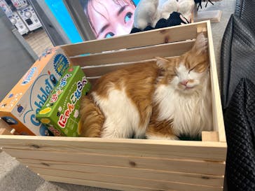 猫カフェモカ　アルシェ大宮店に投稿された画像（2025/6/2）
