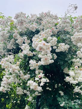 いばらきフラワーパークに投稿された画像（2025/6/2）