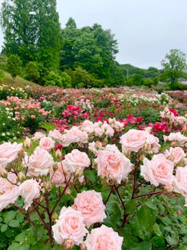 いばらきフラワーパークに投稿された画像（2025/6/2）