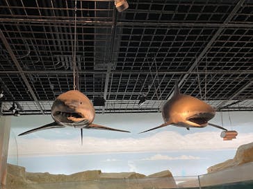 九十九島パールシーリゾートに投稿された画像（2025/6/2）