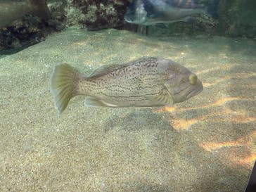 九十九島パールシーリゾートに投稿された画像（2025/6/2）