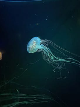 九十九島パールシーリゾートに投稿された画像（2025/6/2）