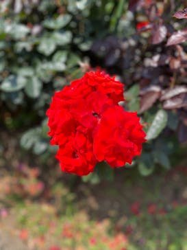 九十九島パールシーリゾートに投稿された画像（2025/6/2）