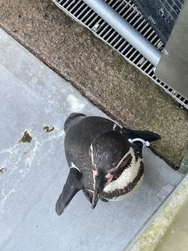 九十九島パールシーリゾートに投稿された画像（2025/6/2）