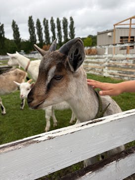滋賀農業公園ブルーメの丘に投稿された画像（2025/6/2）