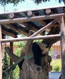 恩賜上野動物園に投稿された画像（2025/6/3）