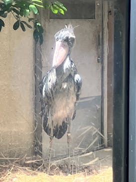 恩賜上野動物園に投稿された画像（2025/6/3）