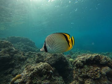 沖縄マリンサービス碧に投稿された画像（2025/6/3）