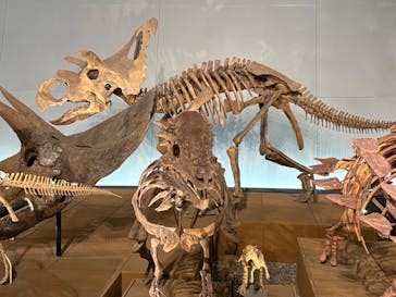 福井県立恐竜博物館に投稿された画像（2025/6/3）