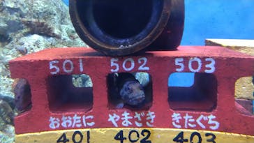 竹島水族館に投稿された画像（2025/6/3）