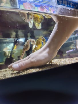 ゼロ距離水族館 伊勢シーパラダイスに投稿された画像（2025/6/3）