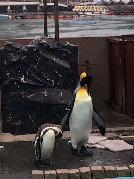 下田海中水族館に投稿された画像（2025/6/3）
