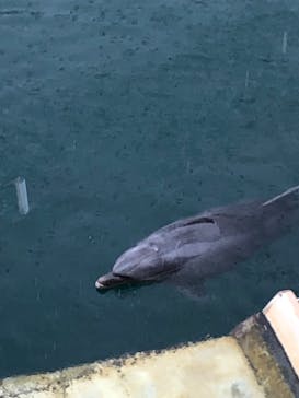下田海中水族館に投稿された画像（2025/6/3）
