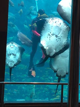 下田海中水族館に投稿された画像（2025/6/3）