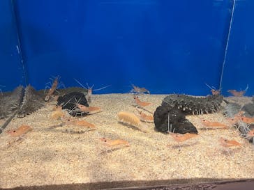 しながわ水族館に投稿された画像（2025/6/3）