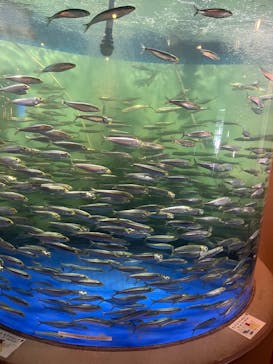 しながわ水族館に投稿された画像（2025/6/3）