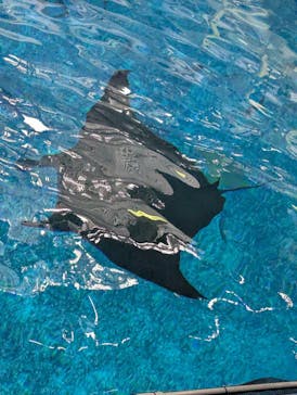 沖縄美ら海水族館（館内体験）に投稿された画像（2025/6/3）
