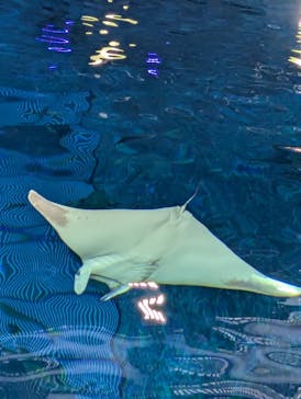 沖縄美ら海水族館（館内体験）に投稿された画像（2025/6/3）