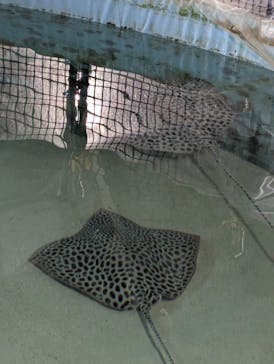 沖縄美ら海水族館（館内体験）に投稿された画像（2025/6/3）