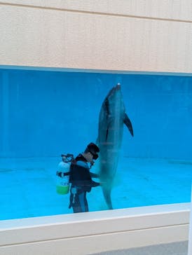 沖縄美ら海水族館（館内体験）に投稿された画像（2025/6/3）