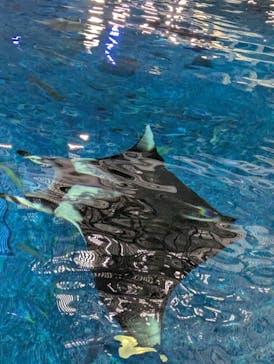 沖縄美ら海水族館（館内体験）に投稿された画像（2025/6/3）