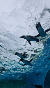 サンシャイン水族館に投稿された画像（2025/6/3）