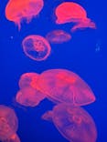 大分マリーンパレス水族館 「うみたまご」に投稿された画像（2025/6/3）