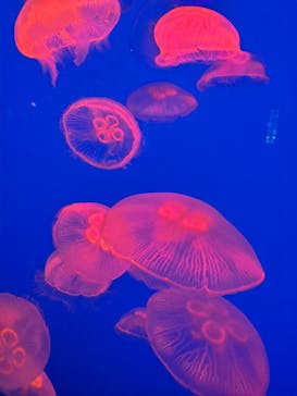 大分マリーンパレス水族館 「うみたまご」に投稿された画像（2025/6/3）