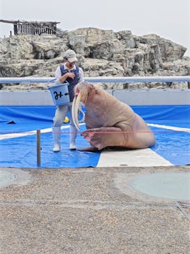 大分マリーンパレス水族館 「うみたまご」に投稿された画像（2025/6/3）