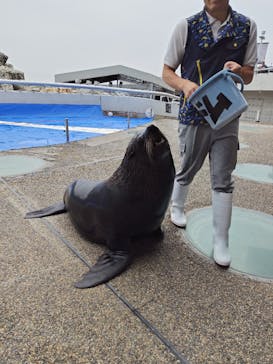 大分マリーンパレス水族館 「うみたまご」に投稿された画像（2025/6/3）