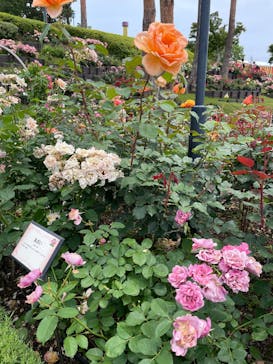 西武園ゆうえんちに投稿された画像（2025/6/3）