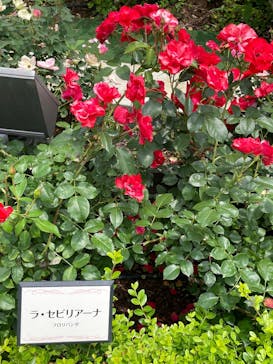 西武園ゆうえんちに投稿された画像（2025/6/3）