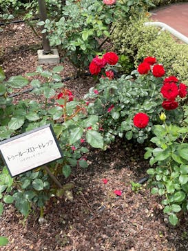 西武園ゆうえんちに投稿された画像（2025/6/3）