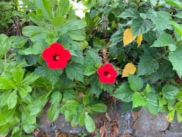 石垣島ドリーム観光に投稿された画像（2025/6/3）