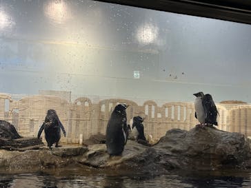 マクセル アクアパーク品川に投稿された画像（2025/6/3）