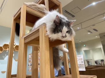 Cat Café MOFF イオンモール木曽川店に投稿された画像（2025/6/3）