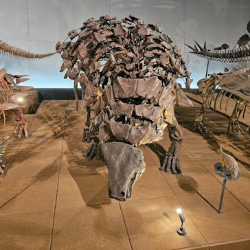 福井県立恐竜博物館に投稿された画像（2025/6/3）