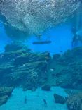 仙台うみの杜水族館に投稿された画像（2025/6/3）