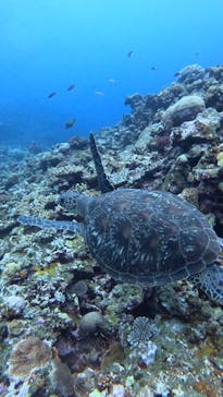  マリンショップHAPPYに投稿された画像（2025/6/3）