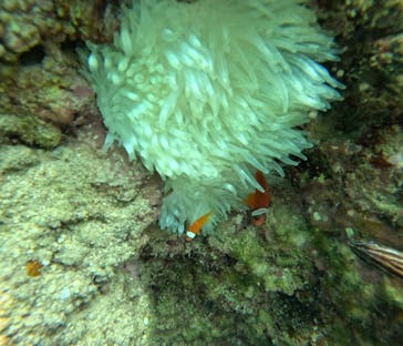 青の洞窟専門店　沖縄ダイビングショップ和に投稿された画像（2025/6/3）