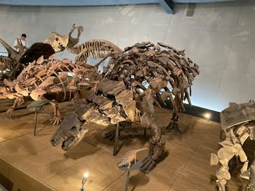福井県立恐竜博物館に投稿された画像（2025/6/3）