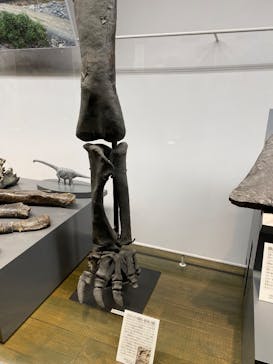 福井県立恐竜博物館に投稿された画像（2025/6/3）